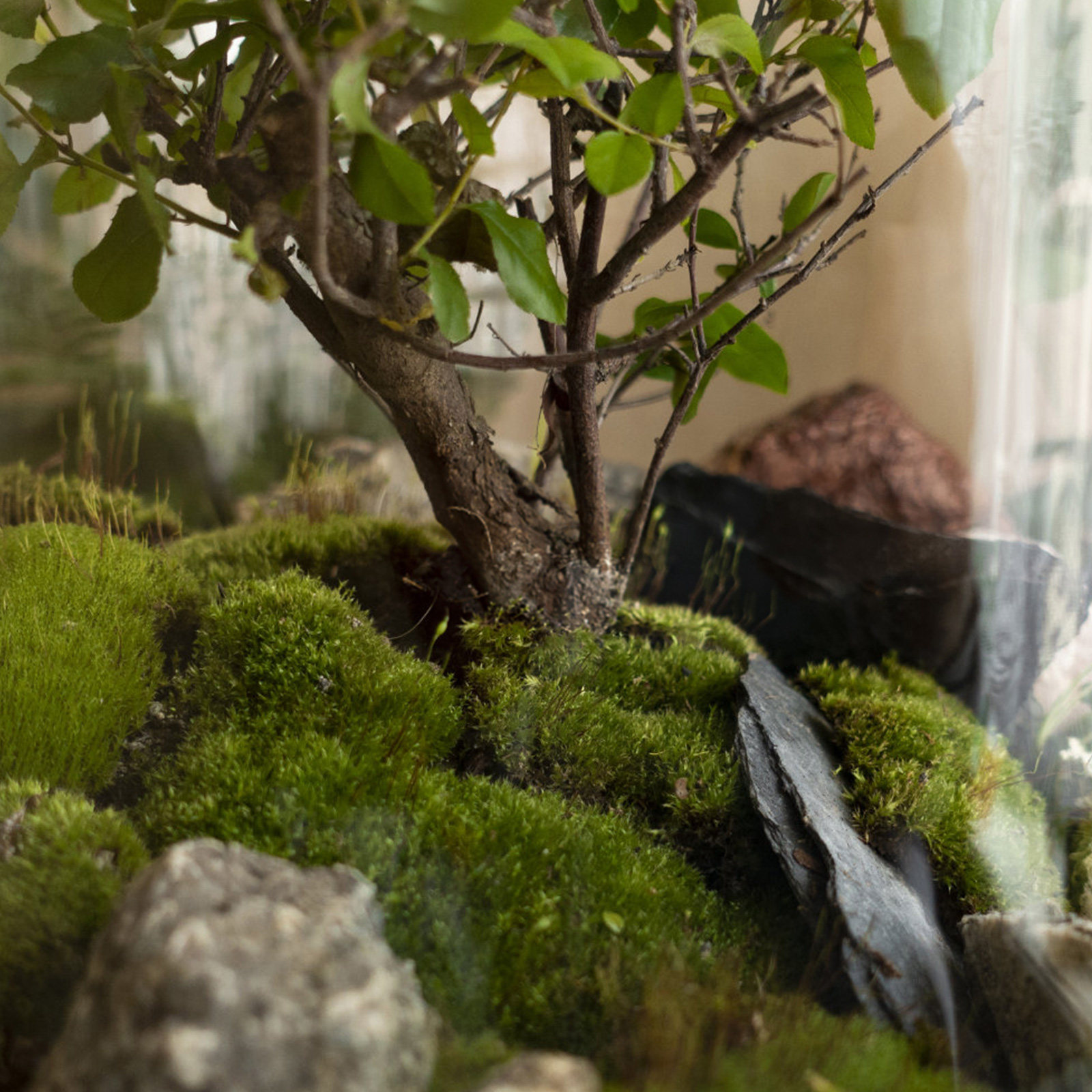 Bonsai Garden With Sand - 4 Bags Simulation Moss Powder Premium
