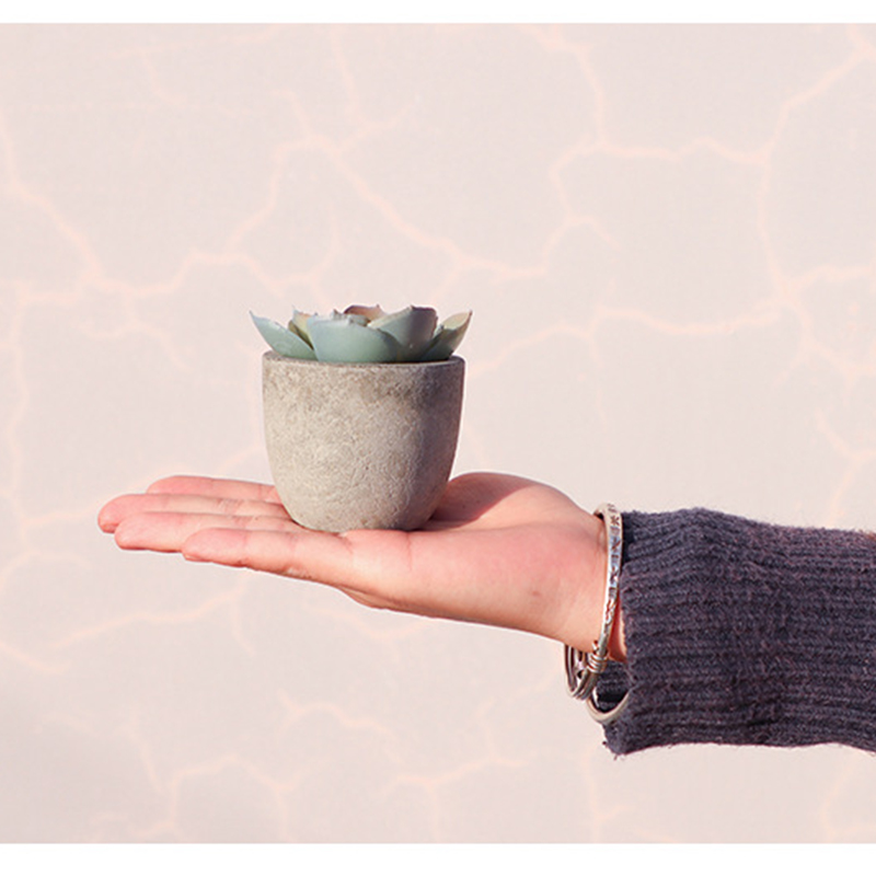 Mini Artificial Aloe Plants Bo - Bonsai Garden Sushi recension och pris